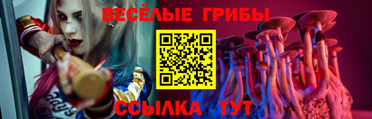 Вязьма  Псилоцибиновые грибы Cubensis  Вход с VPN 